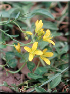 Sisymbrella aspera subsp. aspera