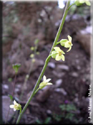 Sisymbrium crassifolium