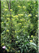 Sisymbrium irio