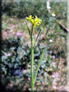 Sisymbrium officinale