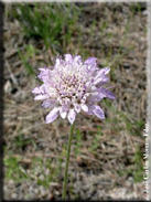 Sixalix atropurpurea subsp. maritima