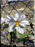 Solanum bonariense