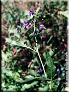 Solanum dulcamara