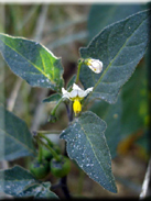Solanum luteum subsp. alatum