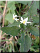 Solanum nigrum