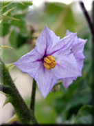 Solanum sodomeum