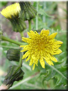 Sonchus asper