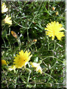 Sonchus microcephalus