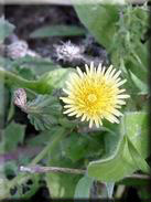 Sonchus oleraceus