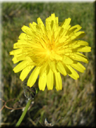 Sonchus tenerrimus