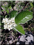 Sorbus aria