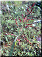 Sorghum halepense