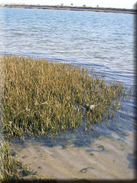 Spartina maritima