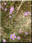 Spergularia fimbriata