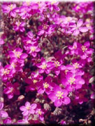 Spergularia purpurea