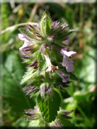 Stachys arvensis