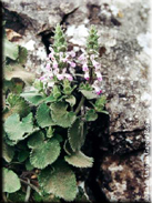 Stachys circinata