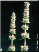 Stachys germanica subsp. cordigera