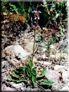 Stachys officinalis