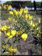 Stauracanthus genistoides subsp. genistoides