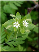 Stellaria media