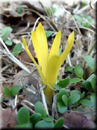 Sternbergia colchiciflora