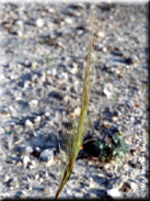 Stipa capensis var. capensis