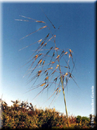 Stipa gigantea subsp. gigantea