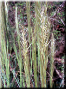 Stipa tenasissima