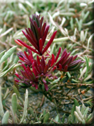 Suaeda albescens