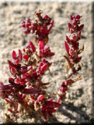 Suaeda spicata