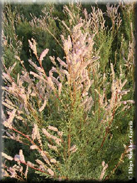 Tamarix canariensis