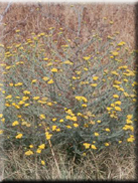 Tanacetum annuum