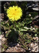 Taraxacum erythrospermum