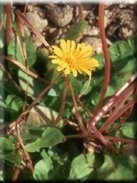 Taraxacum gaditanum