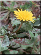 Taraxacum obovatum subsp. obovatum