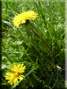 Taraxacum vulgare