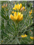 Teline linifolia subsp. linifolia