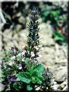 Teucrium bracteatum