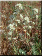 Teucrium capitatum