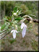 Teucrium fruticans