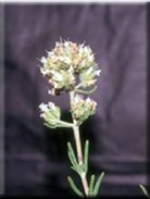 Teucrium lusitanicum