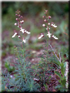 Teucrium pseudochamaepitys