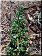 Teucrium resupinatum