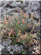 Teucrium scorodonia subsp. baeticum