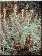 Teucrium vicentinum