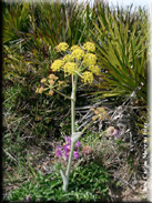 Thapsia nitida var. meridionalis