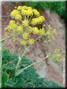 Thapsia villosa