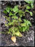 Theligonum cynocrambre