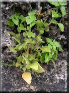 Theligonum cynocrambre